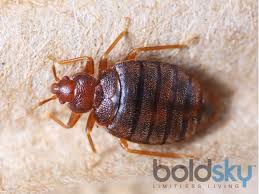 𝕲𝖚𝖗𝖚 𝕭𝖗𝖚𝖓𝖔 🇮🇳 (@spinesurgeon) on Twitter photo மூட்டை பூச்சிக்கு மருந்து அடிக்கக் கூடாது 
அதற்கு கருத்தடை செய்து அதை திரும்ப திரையரங்க இருக்கையிலே விட்டு விட வேண்டும் 
என்று இதுவரை யாரும் கிளம்பவில்லையா மூட்டை பூச்சிக்கு மருந்து அடிக்கக் கூடாது 
அதற்கு கருத்தடை செய்து அதை திரும்ப திரையரங்க இருக்கையிலே விட்டு விட வேண்டும் 
என்று இதுவரை யாரும் கிளம்பவில்லையா