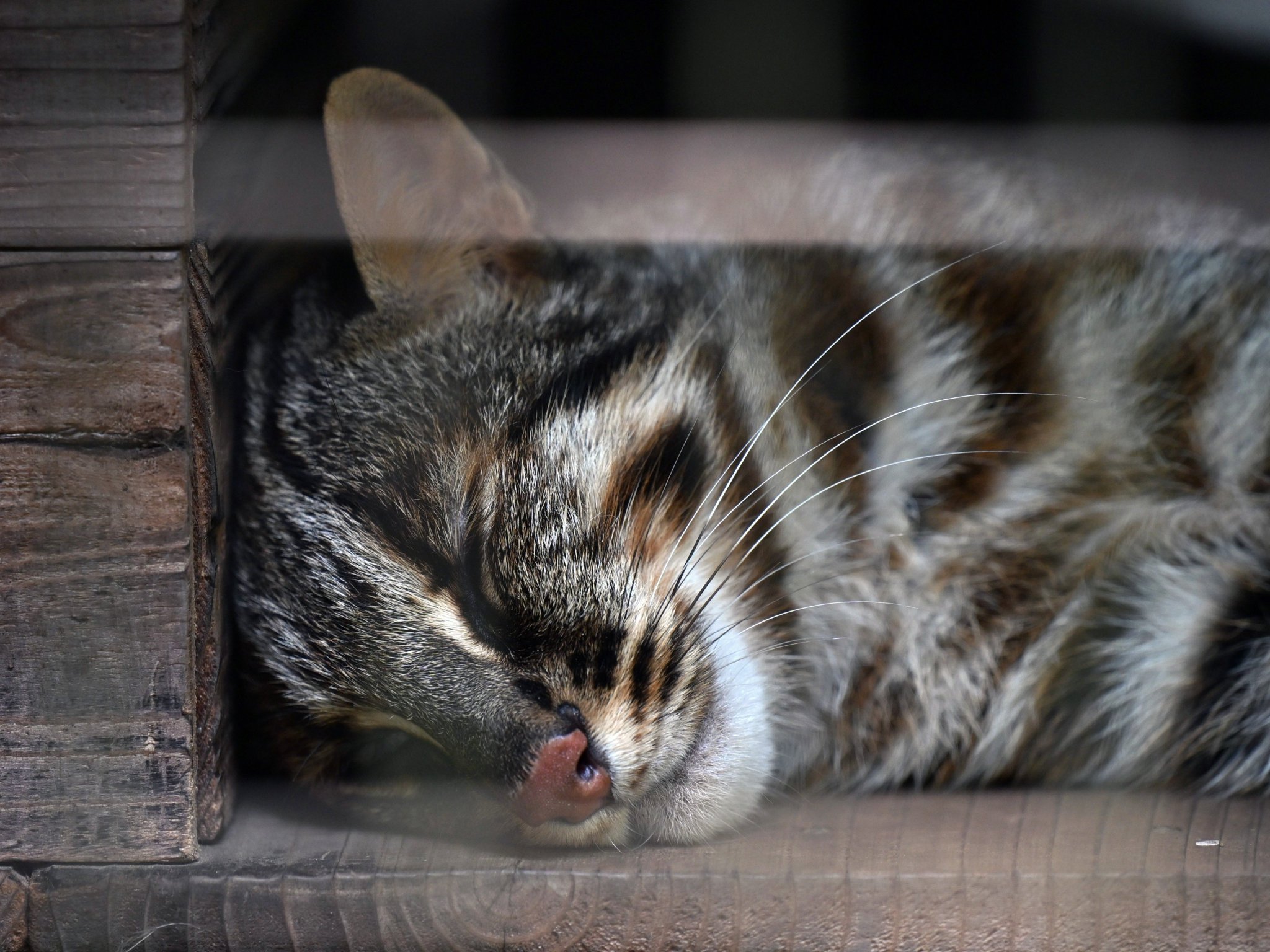 つやつや淡水パールのネコナデの八美神（猫神様）のブローチ SHIP'S CAT(Muse) – ヤノベケンジ