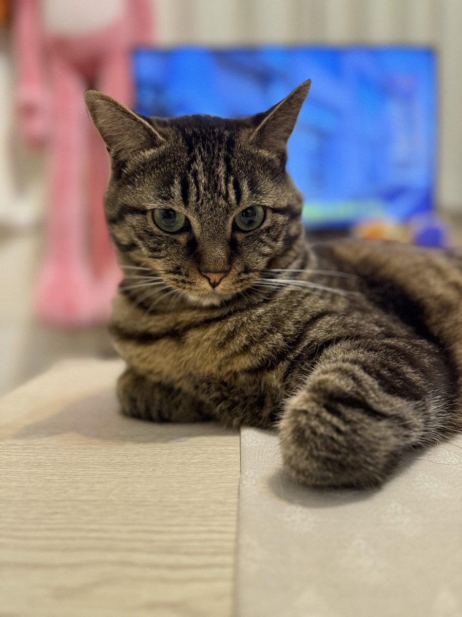 可愛すぎんか君ら