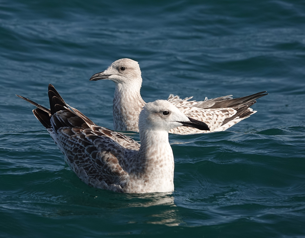 clennonvalley's tweet photo. A couple of great cruises with @KellysheroDavid out into Lyme Bay fist day: 300+ Balearic Shearwater next day 30+! Manx Shearwaters, Black Terns, 1 Caspian Gull, 3 Yellow-l Gulls, or so, Arctic Skuas, 300 + Common Tern,  Arctic Terns 12+ Com Dolphins &amp; a flock of Black-t Godwits! https://t.co/BSmNryrQPo