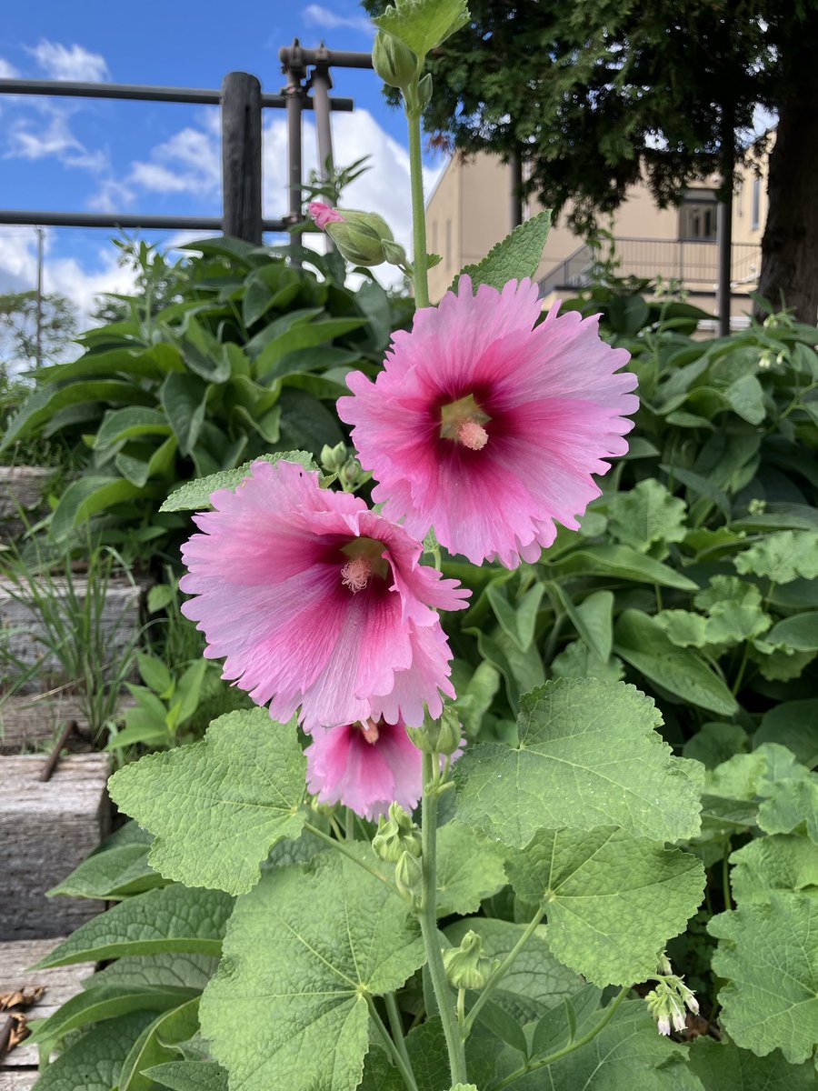 通勤路
自生の立葵

いっぱいの花を
心待ちに💓していた

刈り払い機で払われたのが
2ヶ月ほど前の事

その後、一株だけ
信じられない速さで
成長し開花✨✨

綺麗だった❣️

今朝、再び　
刈り払い機出動

帰路
ひとかたもなかった😭

寸時で開く
蕾もあった💧

精一杯の生きる力を
ありがとう🙏
