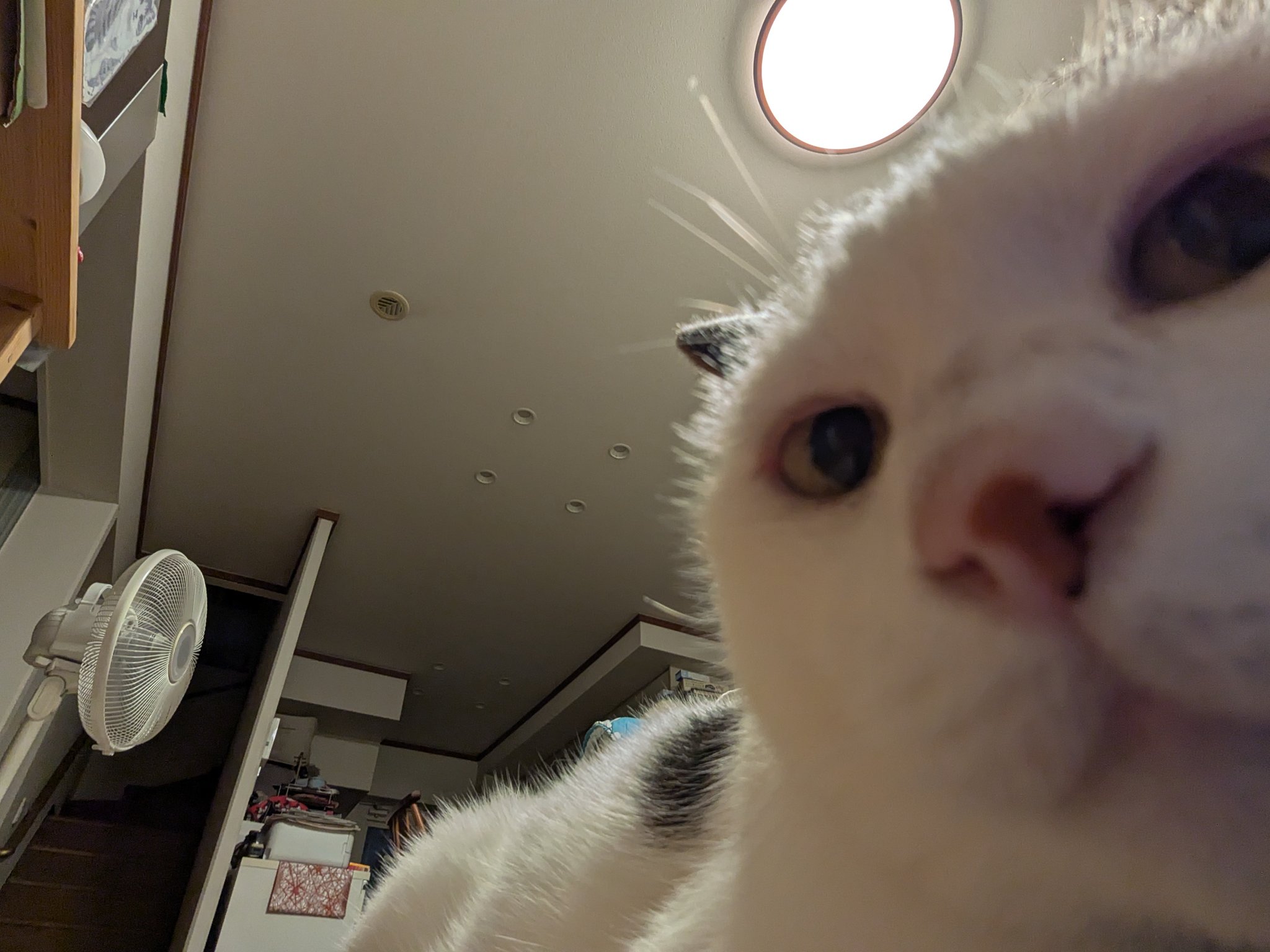 購入前に連絡下さい★猫飼ってます•*¨*•.¸♬︎ 楽天市場】キャットタワー 木製 大型猫スリム 宇宙船 高さ180cm