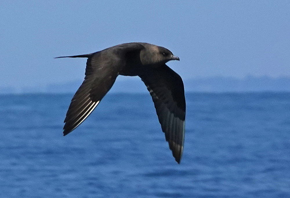 clennonvalley's tweet photo. A couple of great cruises with @KellysheroDavid out into Lyme Bay fist day: 300+ Balearic Shearwater next day 30+! Manx Shearwaters, Black Terns, 1 Caspian Gull, 3 Yellow-l Gulls, or so, Arctic Skuas, 300 + Common Tern,  Arctic Terns 12+ Com Dolphins &amp; a flock of Black-t Godwits! https://t.co/BSmNryrQPo