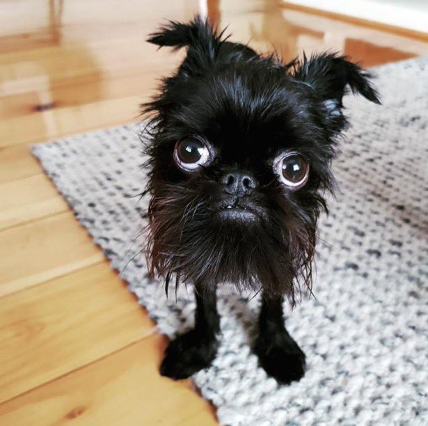 I use to own one of these dogs. I called him Buddha. Which one was it? 

<a href="/ellie71921/">𝔼𝕝𝕝𝕚𝕖</a> <a href="/Mish_K_/">Mish 🎗️</a> <a href="/khutulunw/">Israel is modern day Sparta!</a>