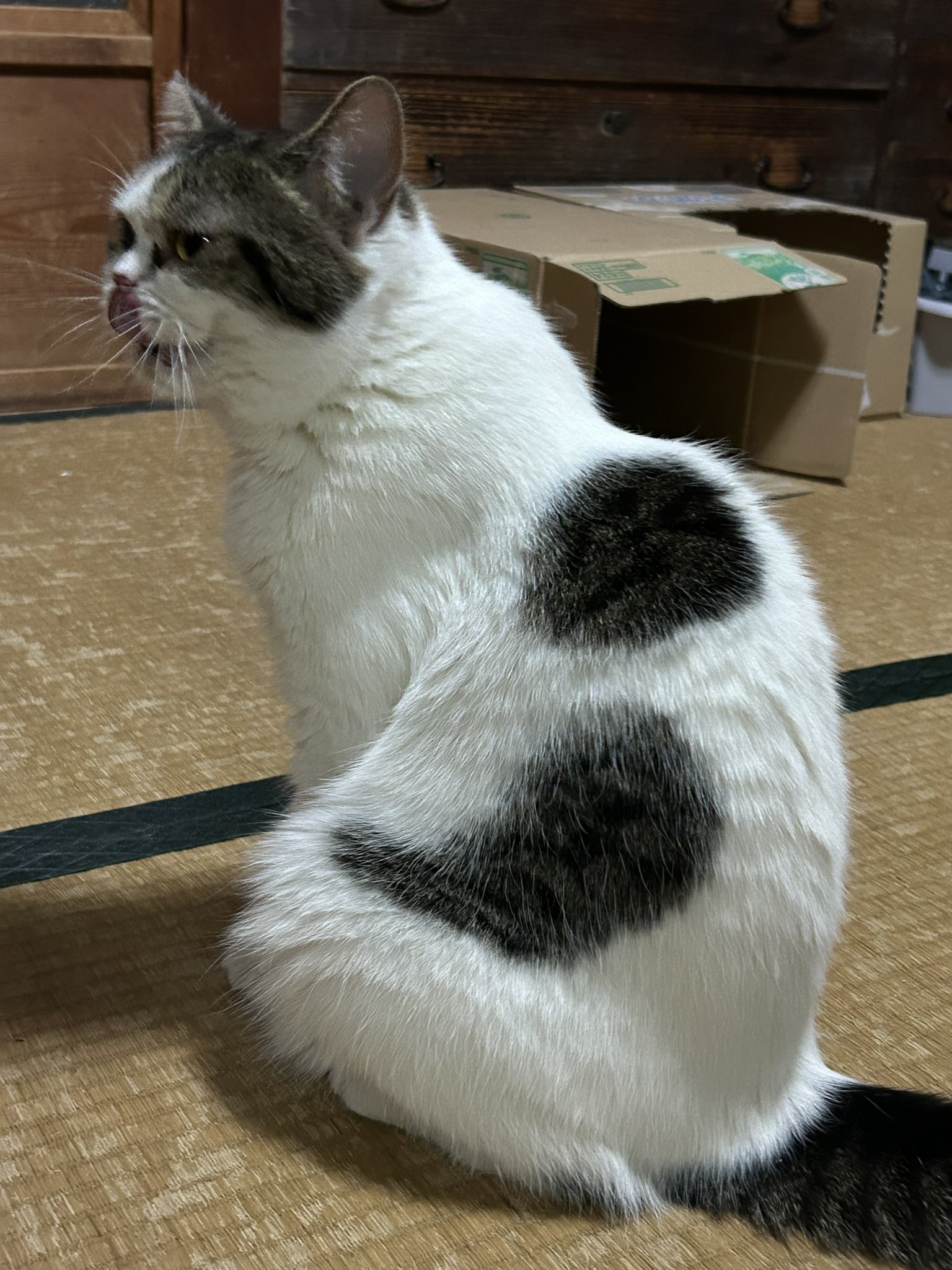 MORTEX ごねこ シナダ SHINADA ぬいぐるみ もちねこ クロ(XL) MONE-0880B