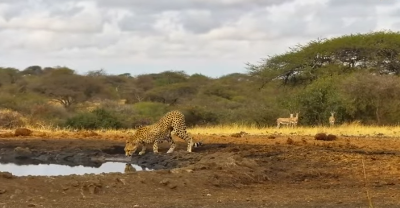 loveellisSwiss's tweet image. Cheetah / Ol Donyo Kenya  ​😍​💛​

#africamLive  #beautifulCat