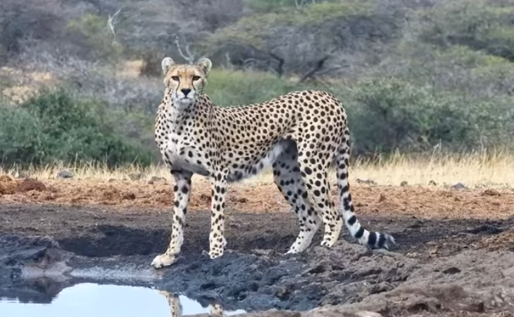 loveellisSwiss's tweet image. Cheetah / Ol Donyo Kenya  ​😍​💛​

#africamLive  #beautifulCat