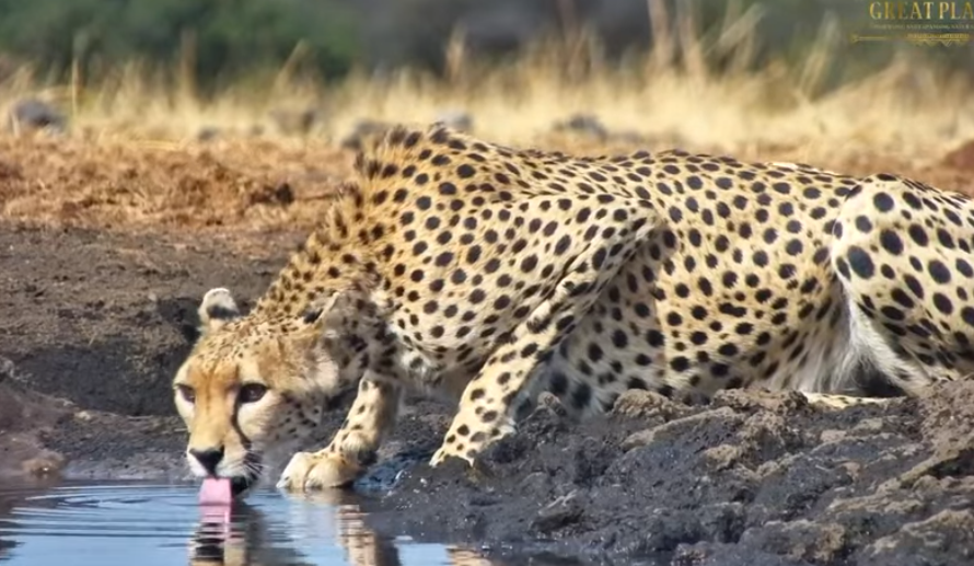 loveellisSwiss's tweet image. Cheetah / Ol Donyo Kenya  ​😍​💛​

#africamLive  #beautifulCat