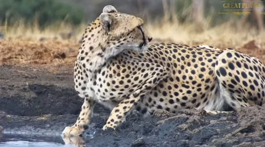 loveellisSwiss's tweet image. Cheetah / Ol Donyo Kenya  ​😍​💛​

#africamLive  #beautifulCat