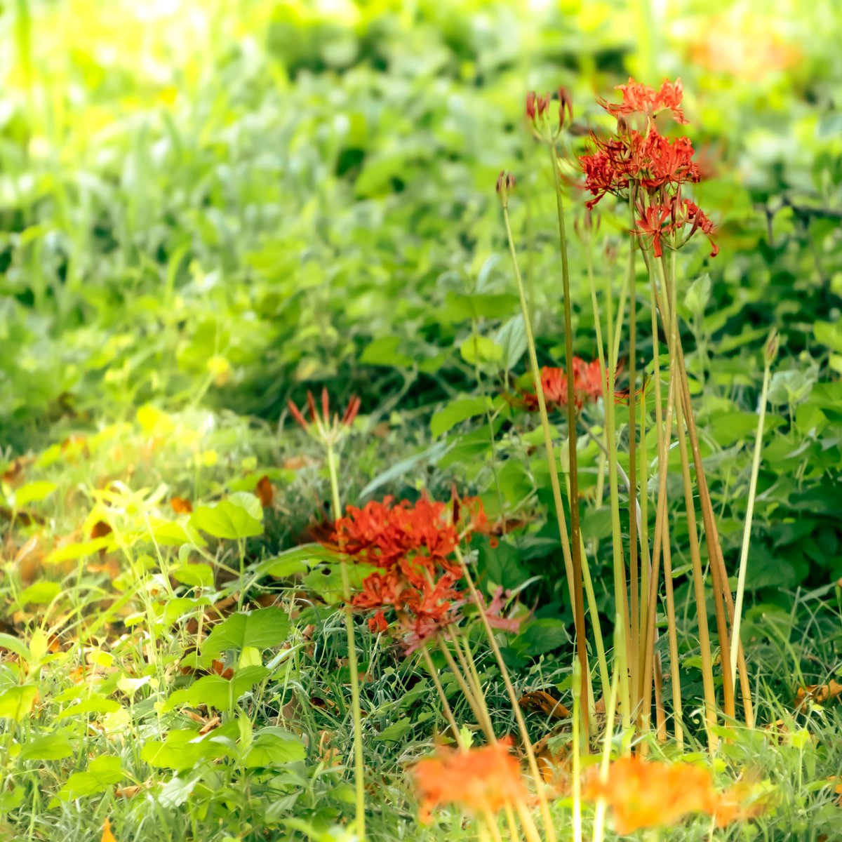 今年も逢えたよ\( º∀º )/♪

※今朝撮影