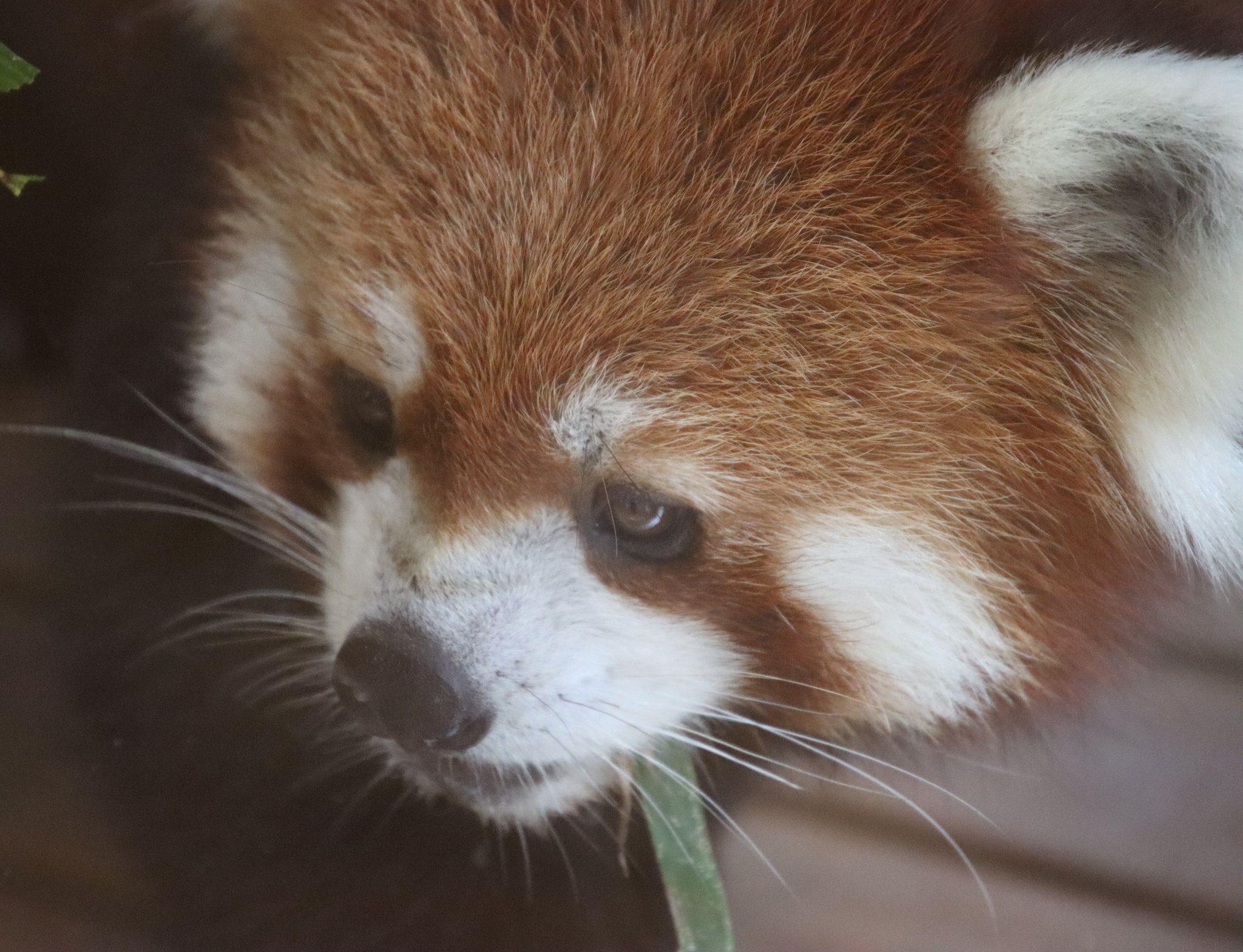 周南市徳山動物園　レッサーパンダ　キーホルダー　山口県　刺繍　zoo　ルールー 周南市徳山動物園 レッサーパンダ キーホルダー 山口県 刺繍 zoo