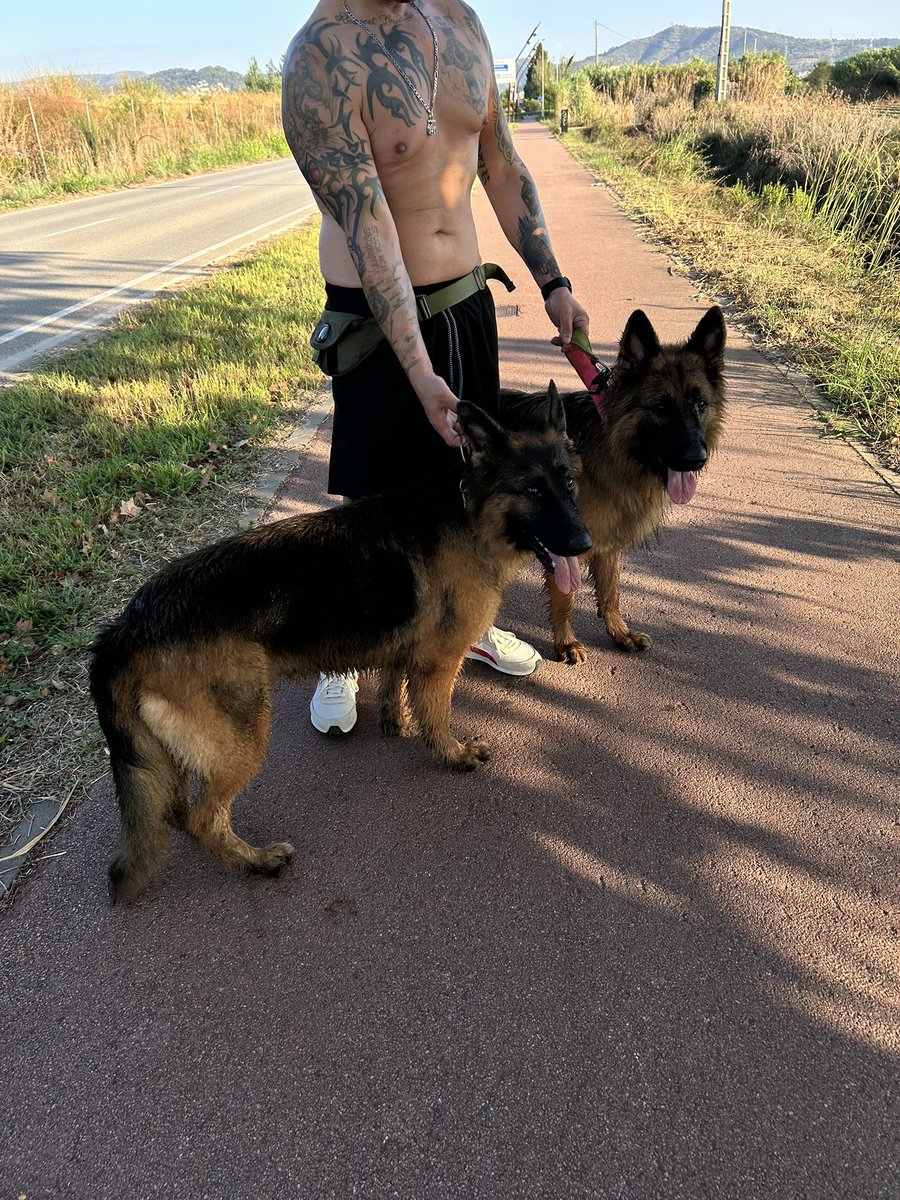 He trobat dos gossos deslligats pel camí del mar, Viladecans.
Si algú sap alguna cosa, estaven pel mig de la carretera.
Si us plau, feu difusió