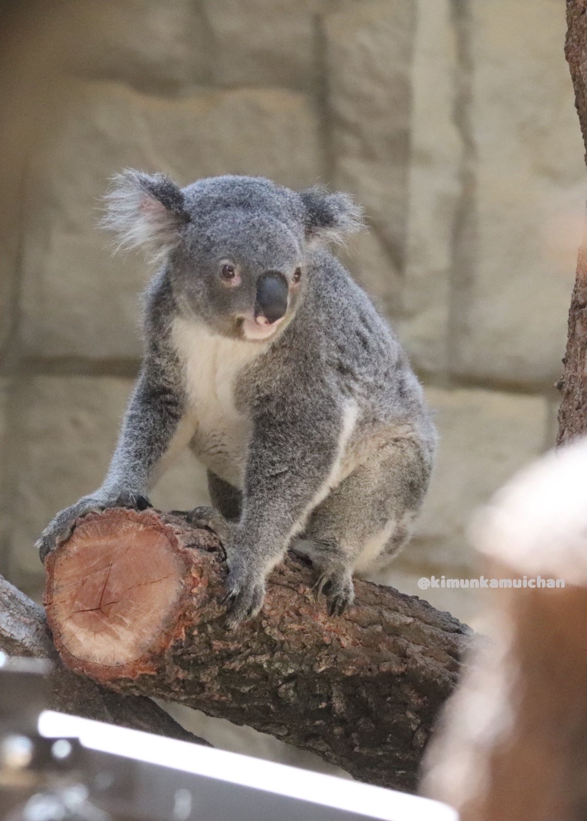 コアラ 50 Cents - Elizabeth II (4th Portrait - Koala - Silver