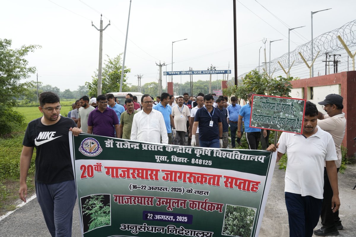 RPCAU_PGCA_PUSA's tweet photo. Scientists, faculty & students of PGCA, RPCAU, Pusa actively participated in the 20th #PartheniumAwarenessWeek organized by DoR, RPCAU. Hon’ble VC Dr. P. S. Pandey highlighted its harmful effects & urged scientists to develop innovative products from its derivatives.
@Rpcau_pusa https://t.co/fOnDYXMbeg
