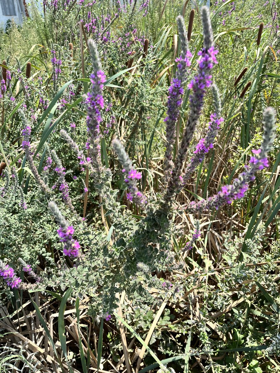 نخستين روز از ماه شهريور 
به خير و سربلندى،
اى دهنده ثبات, 
ایران را زين بى ثباتى ده نجات