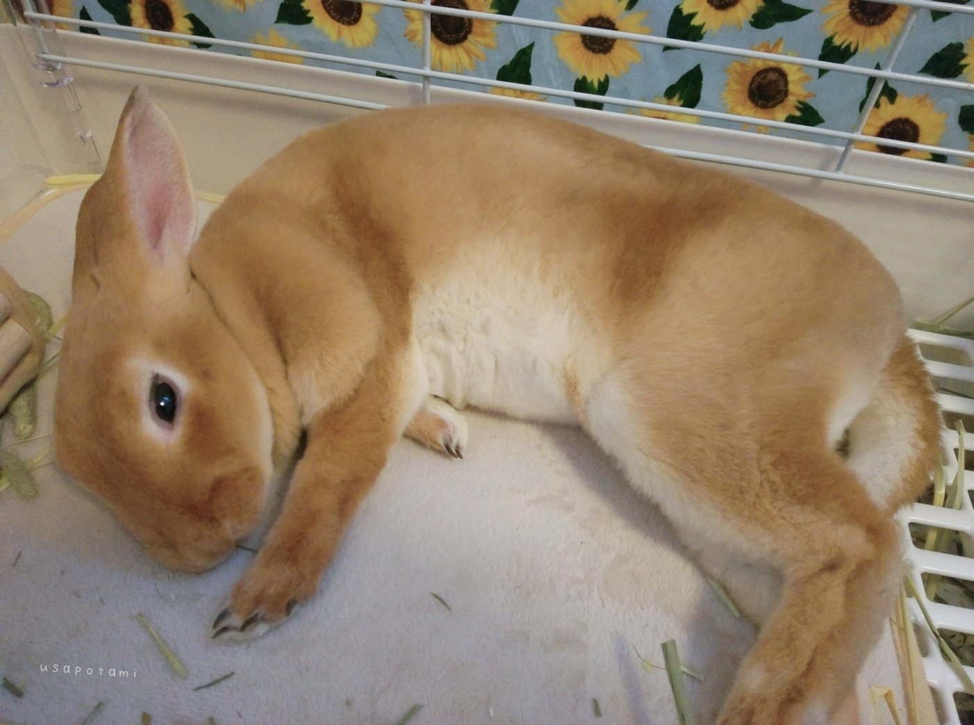 🐇うサぽたみ.mꕤ on X: 