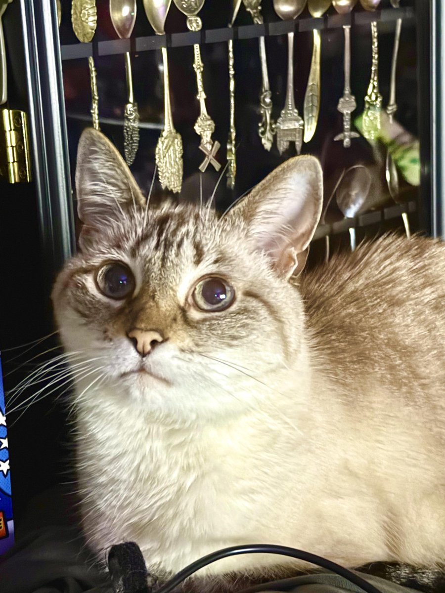 Artichoke’s Spoon Collection [by DirtyButler44]
  
 #kitty #lovely