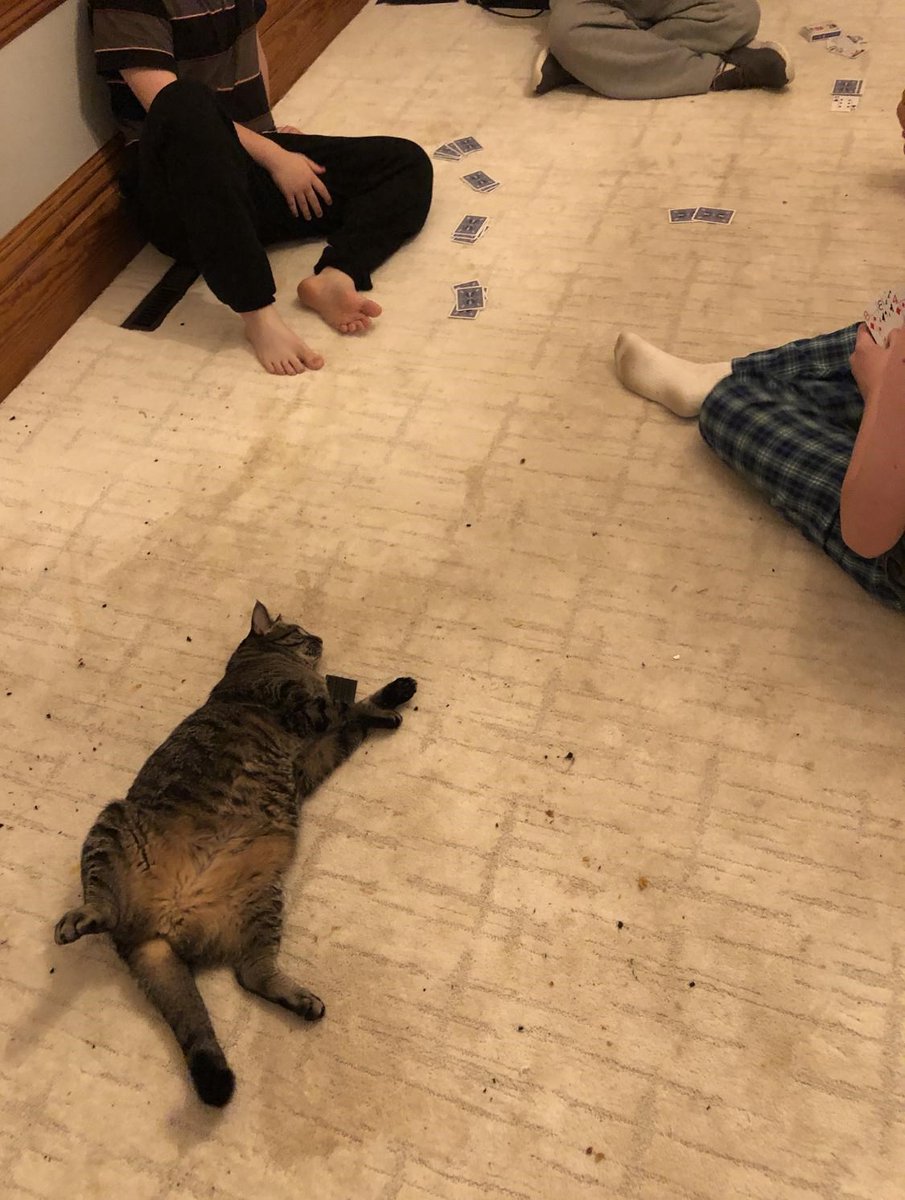 My cat's the poker dealer for the night [by PotatoNeat9086]
  
 #cute #cat