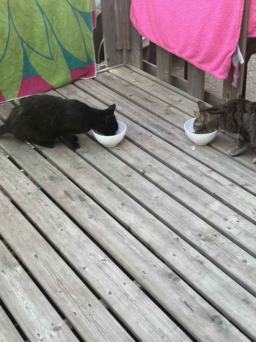 La petite mignonnette noire s’est rajoutée au groupe.
Comme si je faisais un coucou à la Maine.