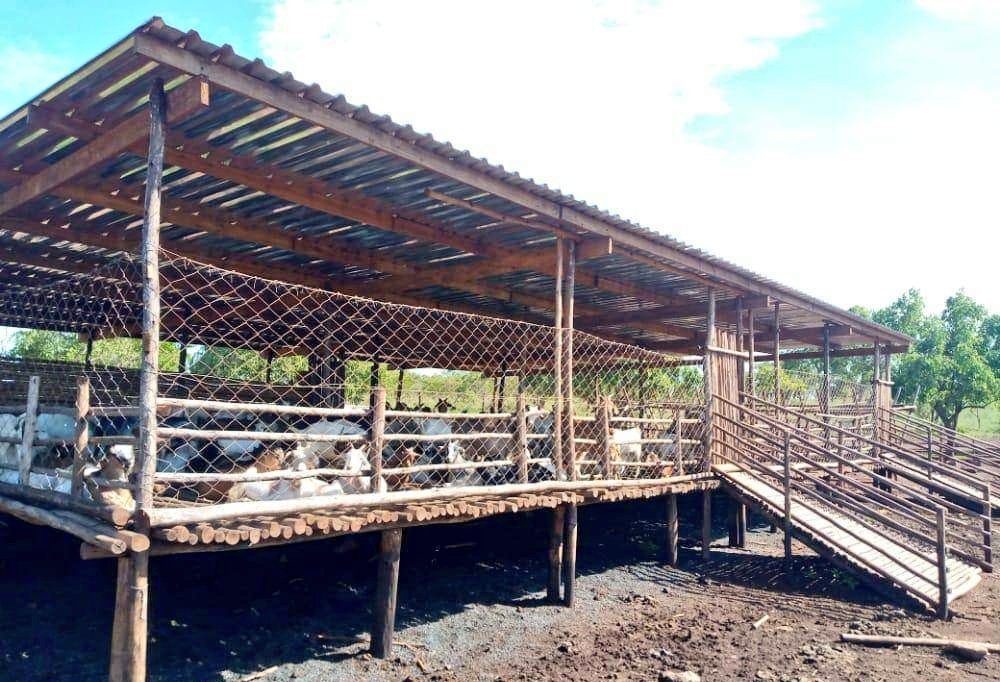 ShimoYvette's tweet photo. Modern goat house structure using simple and affordable local materials #GoatHouse https://t.co/MQvTB9hvuO
