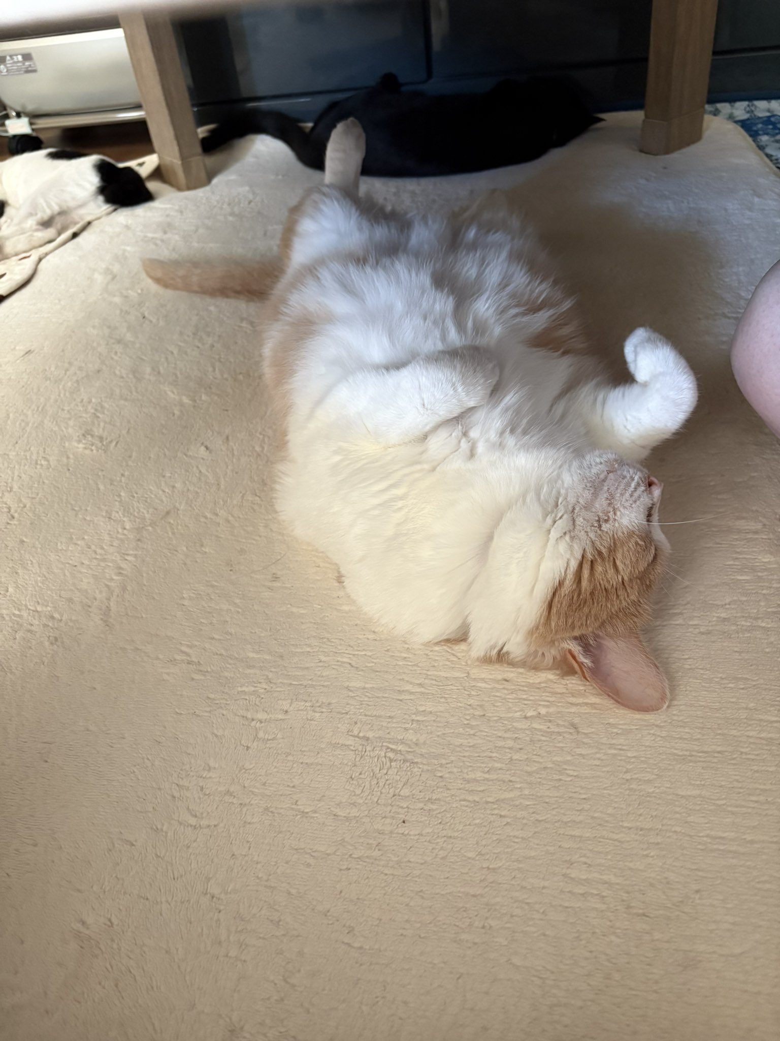 ねこは※プロフィールご一読下さい※ 本］366日のにゃん言葉 | 三才ブックス オンラインショップ