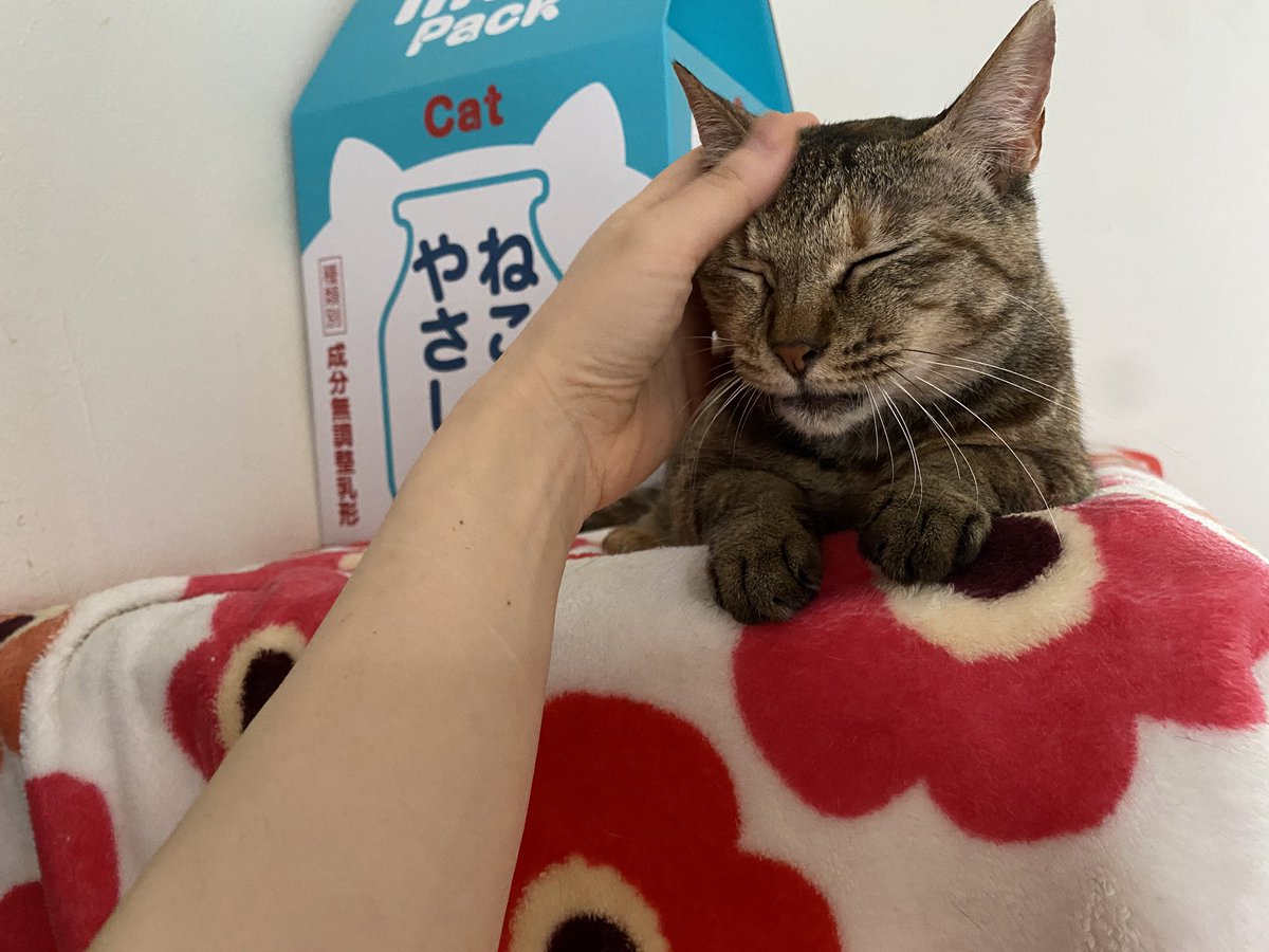 たまこ🐈（猫と陶芸🌱にゃんたま器 陶芸作家） tweet media