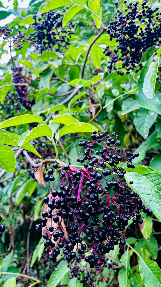 matthiassuess's tweet image. Guten Morgen