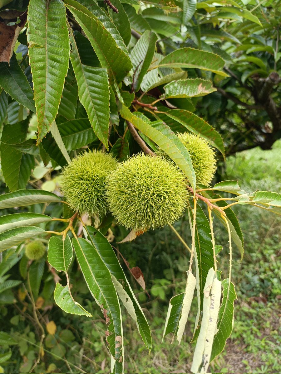 kagariris's tweet image. 今年はクリいっぱい出来たらいいな🌰
数年前にくりvs芋アンケートしたけど、最近芋も好きになってきた🙌紅はるかの干し芋のポテンシャルに感動🍠✨