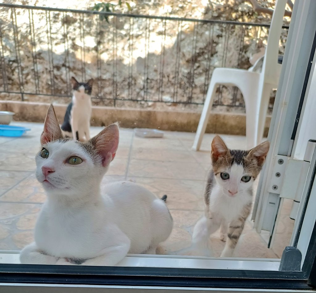 Μας έκαναν την τιμή μάνα και κόρη... 🐱🐱