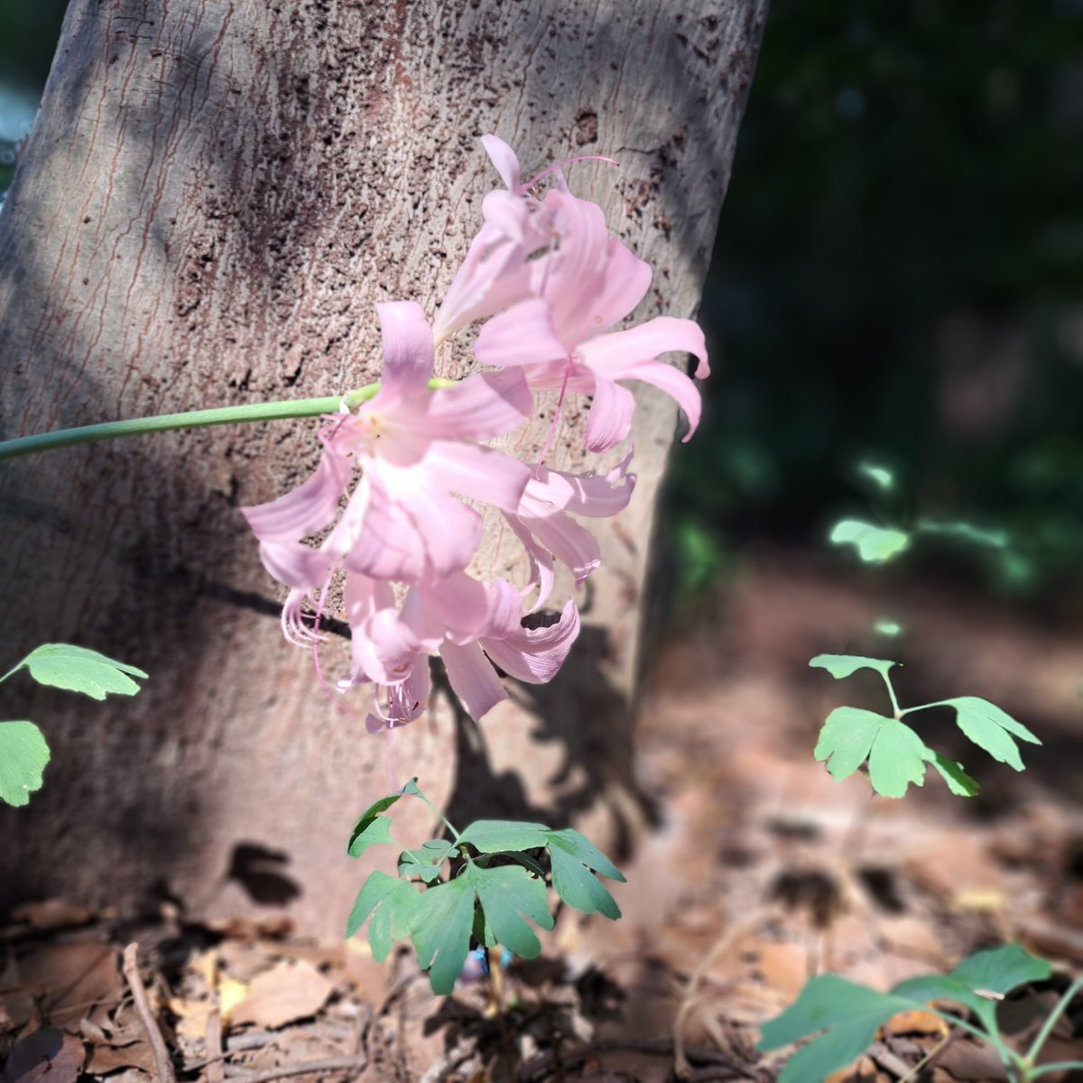 暑い中で
花の写真がありません(^_^;)

明日休みなので
しばらくお待ち下さい