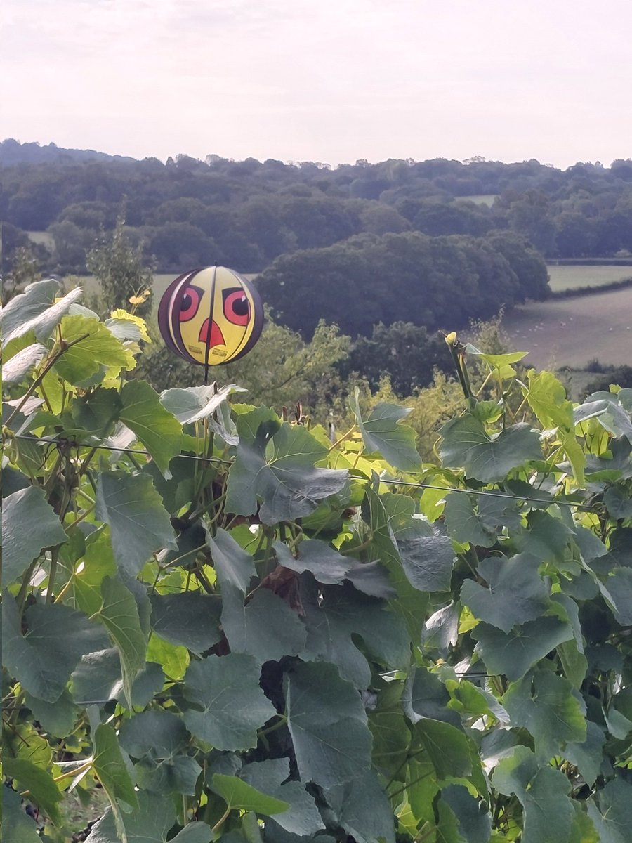 Wildwood Vineyard (@oldingmanor) on Twitter photo Today Saturday 23 August Wildwood vineyard is open 10-4. Tours are fully booked but you can still pop in for a glass of wine. Why not bring a picnic and make an afternoon of it...<a href="/business_sussex/">Sussex Business Spotlight🌟</a> #tunbridgewells #vineyard Today Saturday 23 August Wildwood vineyard is open 10-4. Tours are fully booked but you can still pop in for a glass of wine. Why not bring a picnic and make an afternoon of it...<a href="/business_sussex/">Sussex Business Spotlight🌟</a> #tunbridgewells #vineyard