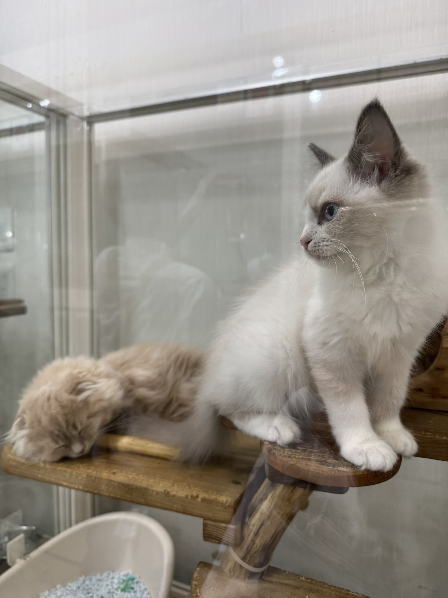 猫B 画像 1 + 12 + 20 はるちゃん🐨 on X: 