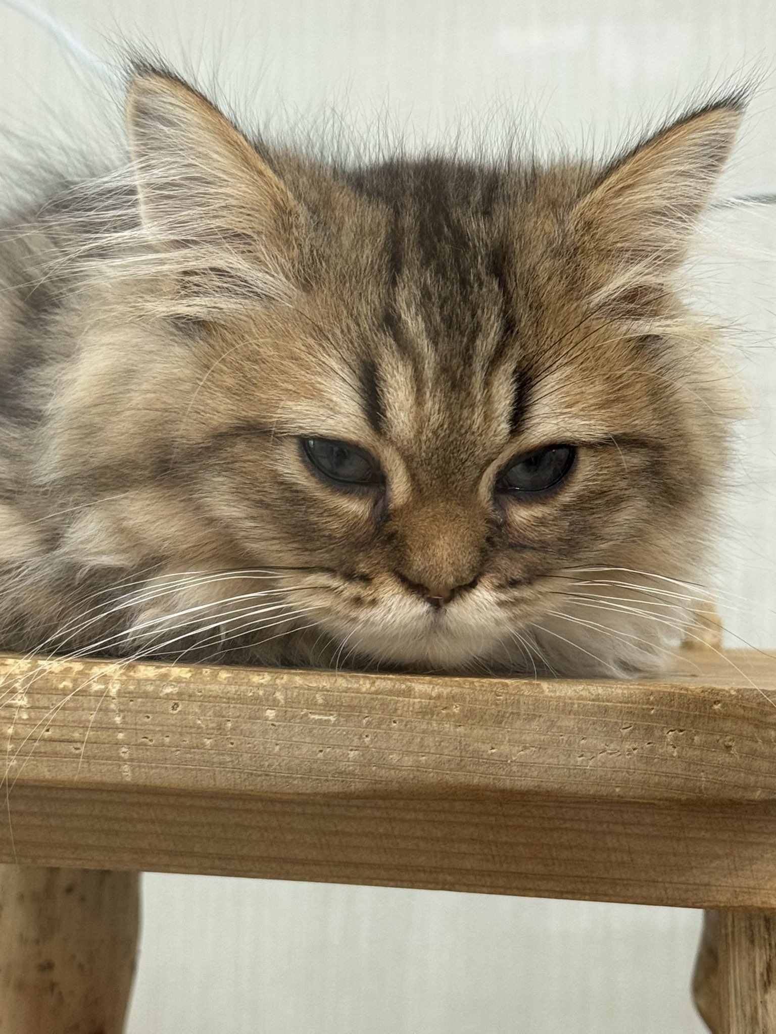 猫B 画像 1 + 12 + 20 はるちゃん🐨 on X: 