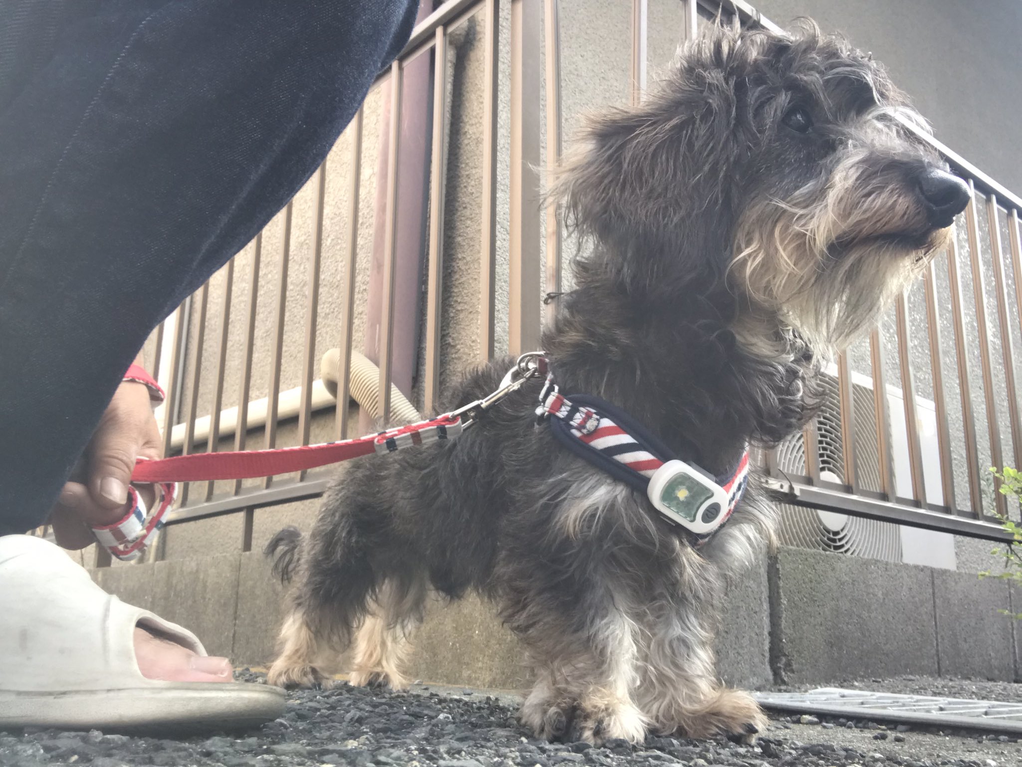 太陽と犬 柴犬ふう太 on X: 