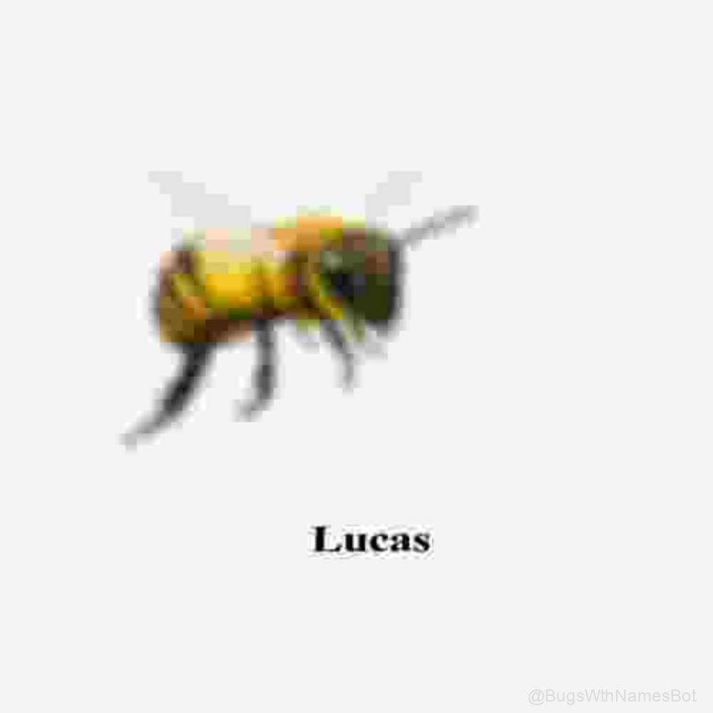 BugsWthNamesBot's tweet image. 🐝 Lucas