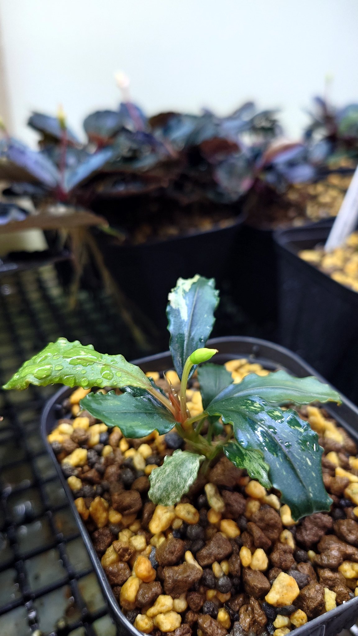 BUCEPHALANDRA for ヒューメリック BUCEPHALANDRA for ヒューメリック BUCEPHALANDRA for ヒューメリック