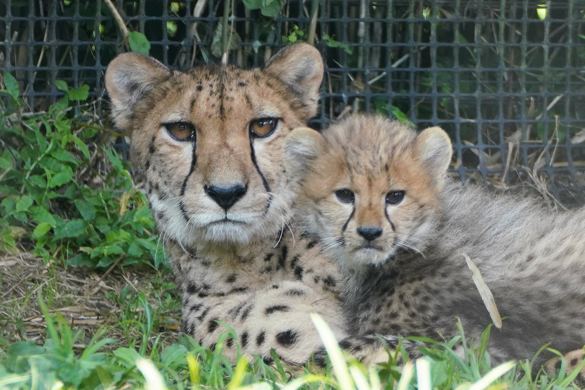 fuji_safari1980's tweet image. 今日は日差しが たっぷり ☀

チーターの赤ちゃんが
見当たらないなぁ~~~と探しみたら
涼しい木陰で、母に甘えてました 😊

#チーター親子 #cheetahcub 
fujisafari.co.jp/news/baby/4830…