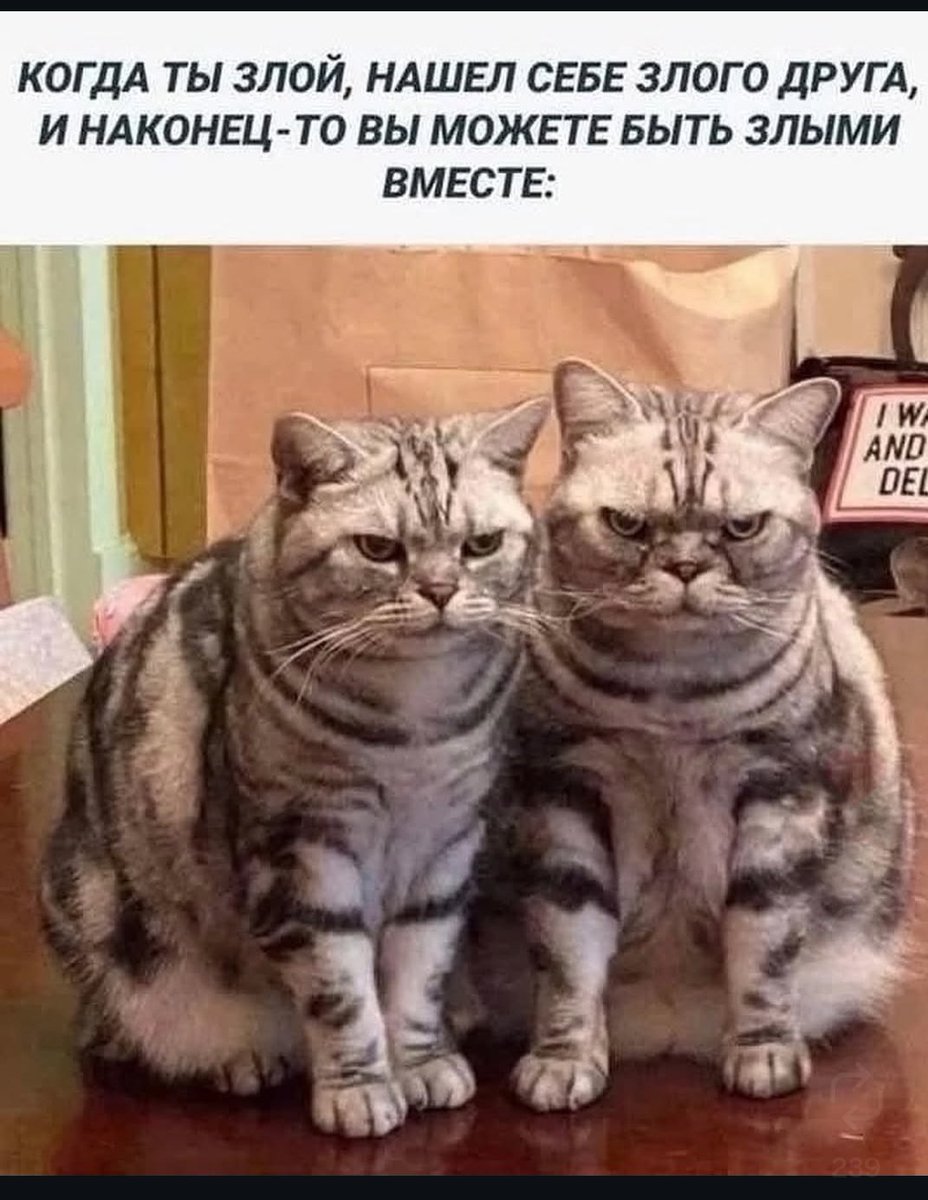 Я когда со своими любимками