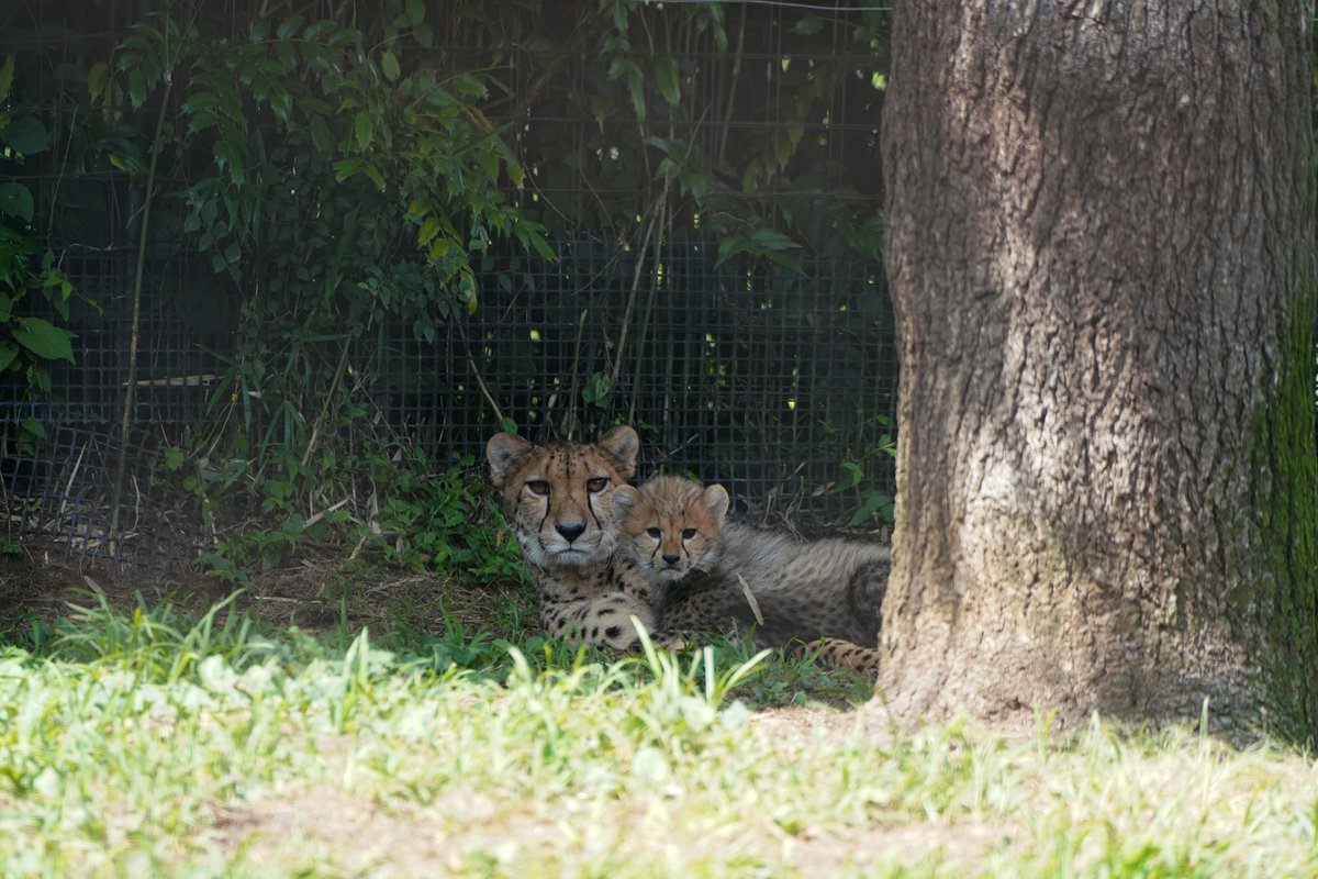 fuji_safari1980's tweet image. 今日は日差しが たっぷり ☀

チーターの赤ちゃんが
見当たらないなぁ~~~と探しみたら
涼しい木陰で、母に甘えてました 😊

#チーター親子 #cheetahcub 
fujisafari.co.jp/news/baby/4830…