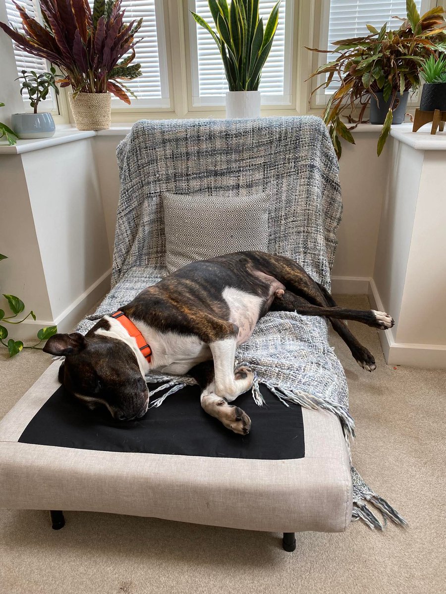 Our Worcester kennels is looking for fosters within a 90 min drive of postcode WR5
We'll provide everything you need, food,bedding,toys etc.
All you need is patience, experience with dogs &amp; a heart full of love.
To find out more,pls click on the link below
seniorstaffyclub.co.uk/foster-a-staff…