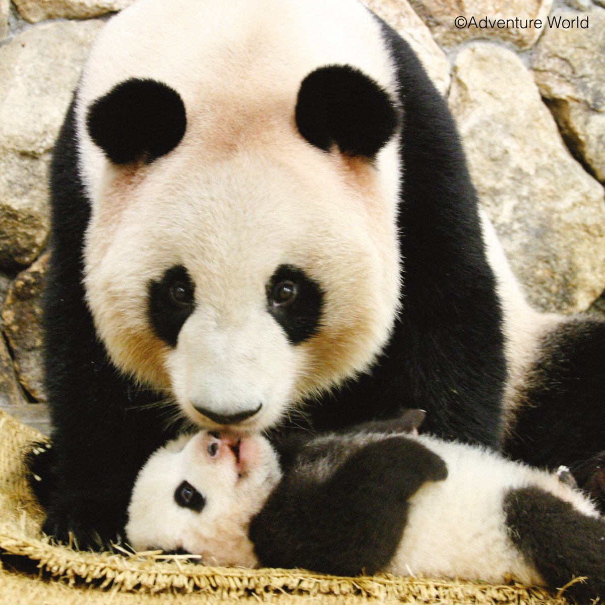 朝日新聞出版パンダ編集班 (@jDGYVILtLEAYDZt) / X