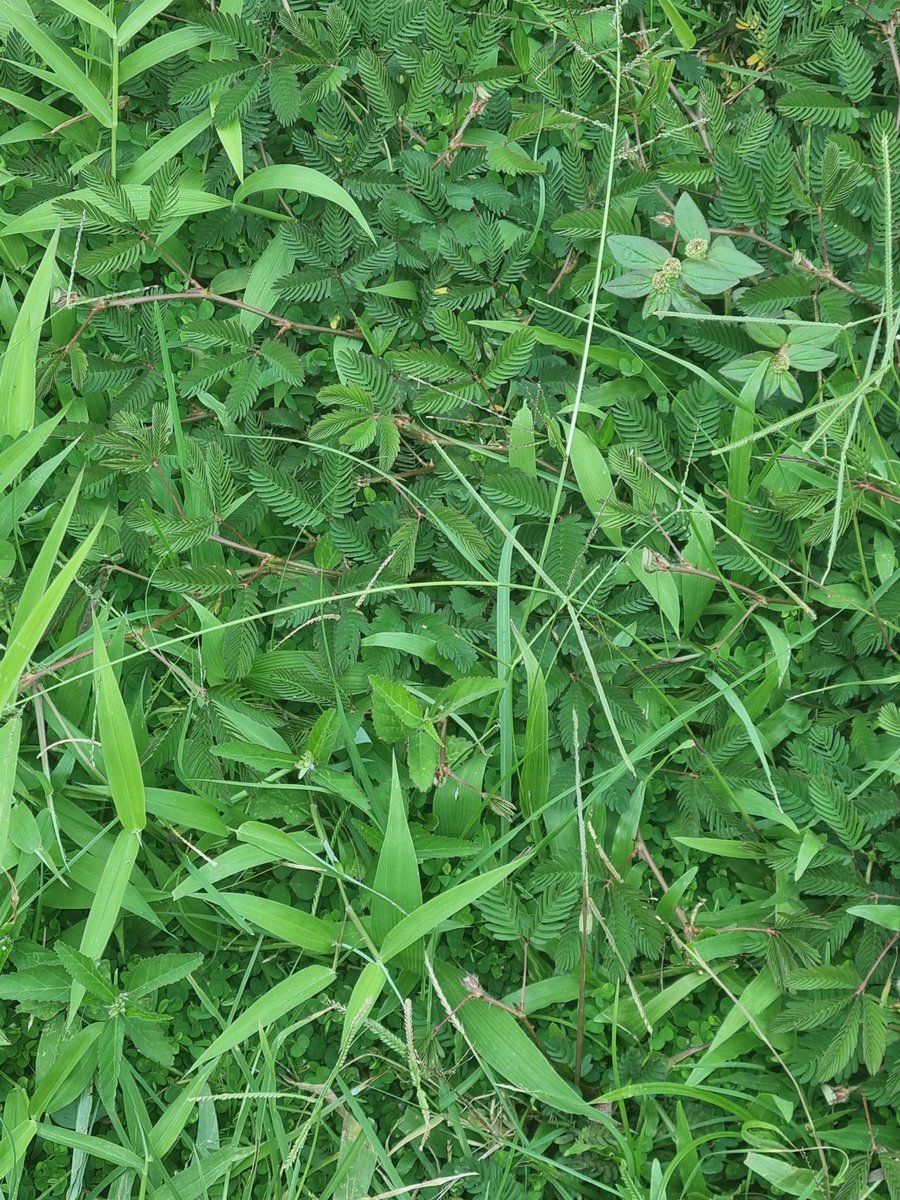 Mimosa pudica