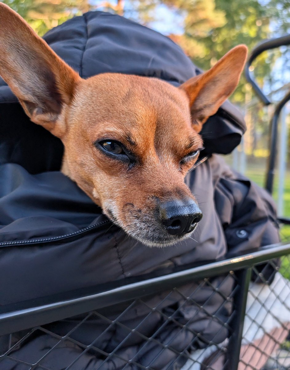 This ain’t no lapdog, this a trapdog.