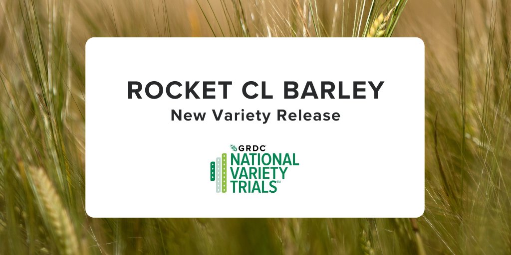 <a href="/GRDC_NVT/">GRDC National Variety Trials (NVT)</a> would like to announce that @Intergrain1’s Rocket CL Barley is now commercially available! 

For all the NVT results on yield, quality, and disease ratings head to nvt.grdc.com.au.