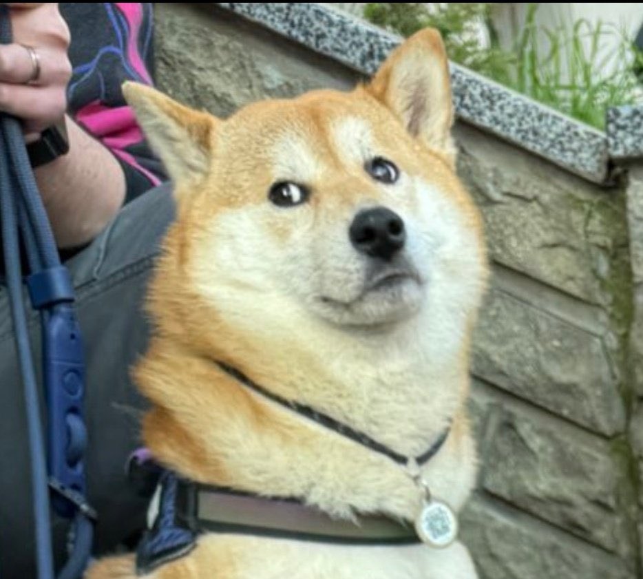 Буду нити, бо не рухаємся

send.monobank.ua/jar/WEw5btoEh