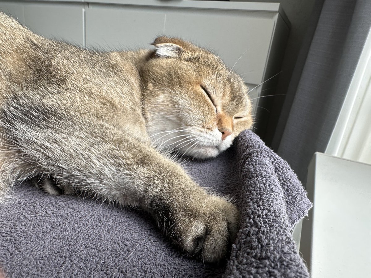 After zoomies it’s time for some zzzz’s 😴