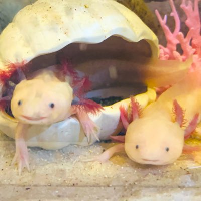 #新しいプロフィール画像