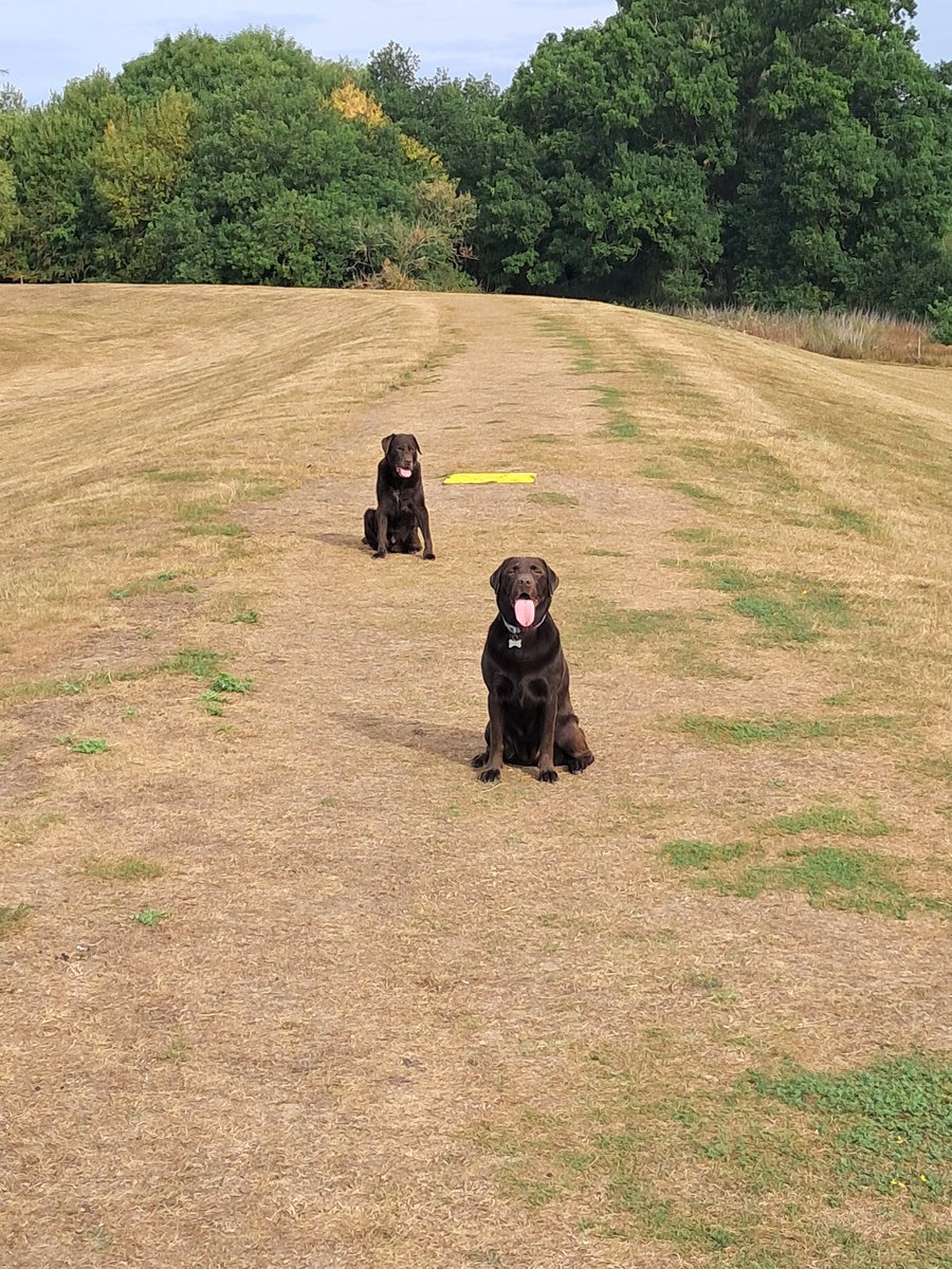 Ted_Choc_Lab's tweet image. Morning Furballs 
It's not a walk if your tongue doesn't end up hanging out....