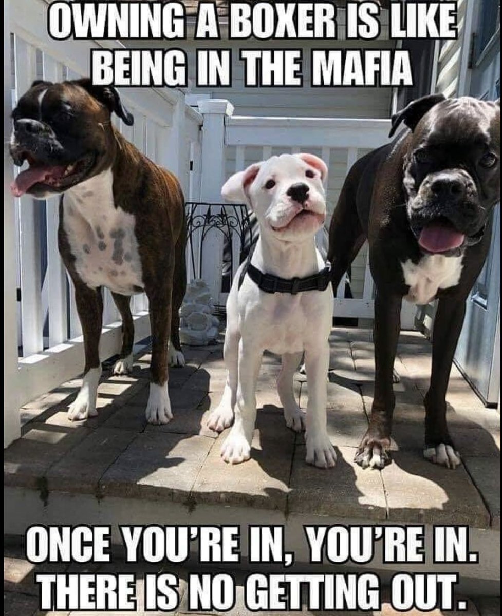 s_h_i_r_l_01's tweet image. 100% true 😃💖