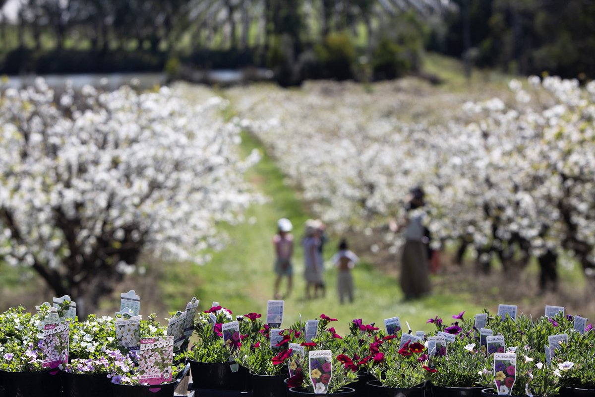 TinytixComAu's tweet image. 🍒 Cherry Blossom Show 🌸
Wander fairy gardens, dress up, enjoy live music, food &amp;amp; stunning blooms at Blue Hills Berries &amp;amp; Cherries 🌺
📍 Silvan VIC
🗓 20–28 Sep

🎁 WIN at Tinytix.com.au
#CherryBlossomShow #SpringInMelbourne #FamilyFun #Tinytix